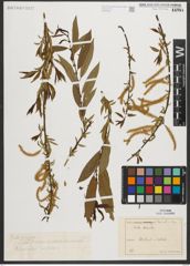 Foto von Salix triandra L.